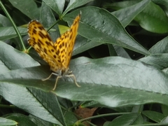 Nymphalidae