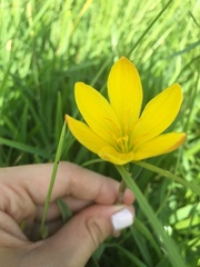 Zephyranthes pulchella