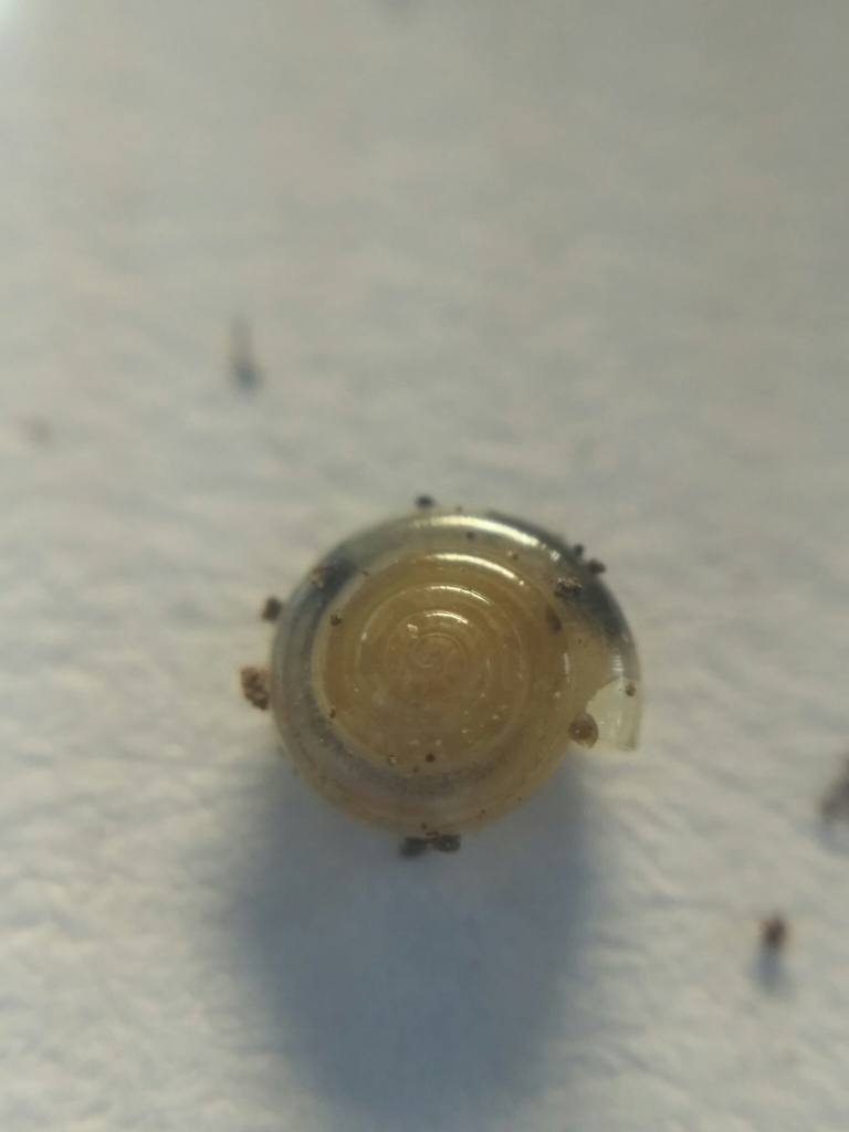 Vitrea diaphana