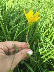 Zephyranthes pulchella