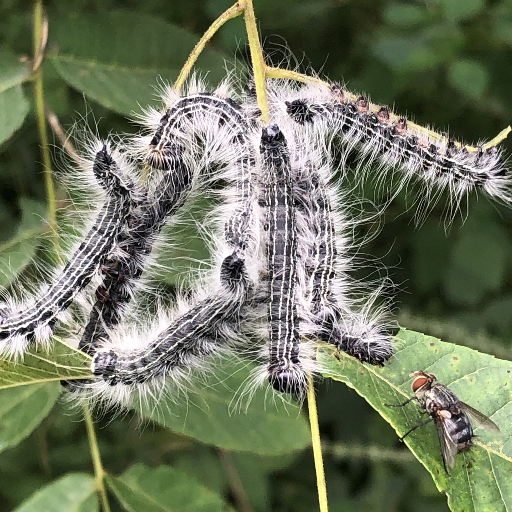 Walnut Caterpillar Moth