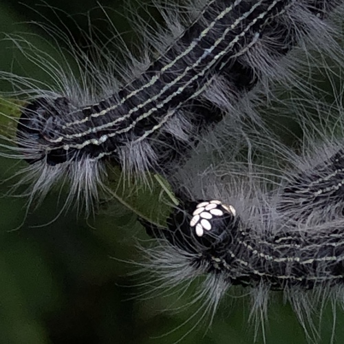 Walnut Caterpillar Moth photo 4