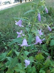 Campanula rapunculoides