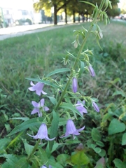 Campanula rapunculoides