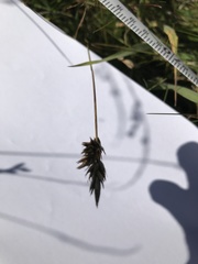 Carex arenaria