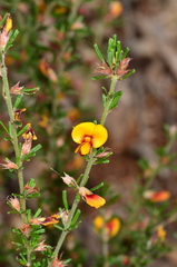 Pultenaea microphylla