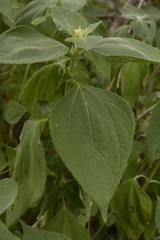 Blainvillea