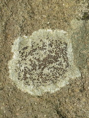 Lecanora campestris