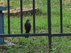 Turdus mandarinus