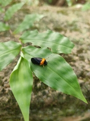 Phymatostetha deschampsi