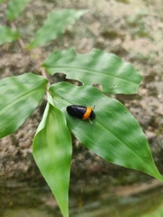 Phymatostetha deschampsi