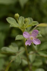 Cleome felina