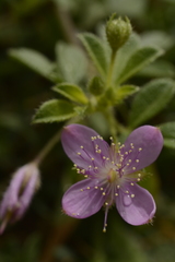 Cleome felina