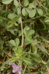 Cleome felina