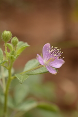 Cleome felina