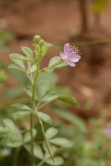 Cleome felina