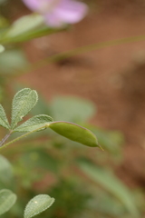 Cleome felina