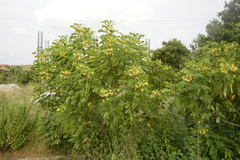 Senna sulfurea