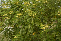 Senna sulfurea