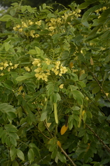 Senna sulfurea