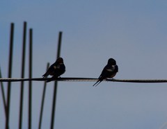 Hirundo rustica