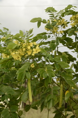 Senna sulfurea