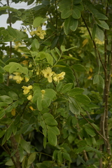 Senna sulfurea