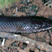 Night Brook Snake - Photo (c) Bernard DUPONT, some rights reserved (CC BY-SA)
