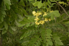 Senna sulfurea
