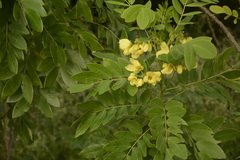 Senna sulfurea