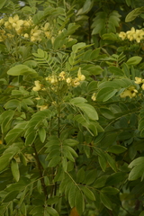 Senna sulfurea