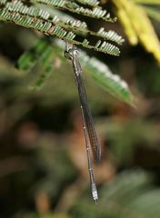 Rhadinosticta simplex