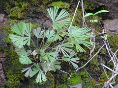 Actiniopteris radiata