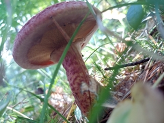 Suillus paluster