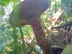 Suillus paluster