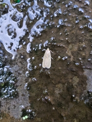Tyspanodes linealis