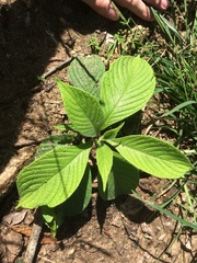 Heliotropium verdcourtii