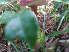 Suillus paluster
