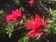 Castilleja parviflora oreopola