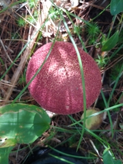 Suillus paluster