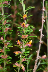Pultenaea microphylla