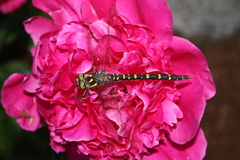 Cordulegaster maculata