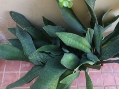 Sansevieria masoniana