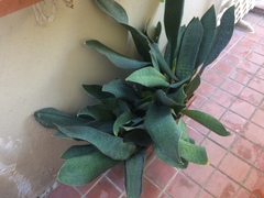 Sansevieria masoniana