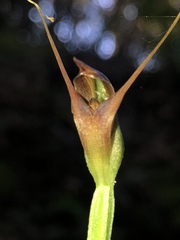 Pterostylis erecta