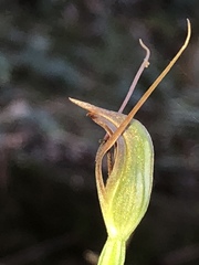 Pterostylis erecta