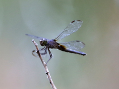 Neurothemis oligoneura