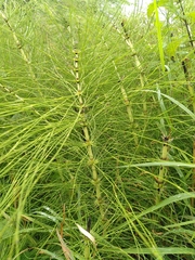Equisetum telmateia