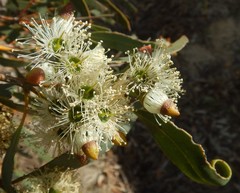 Eucalyptus diversifolia