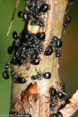 Dolichoderus taschenbergi